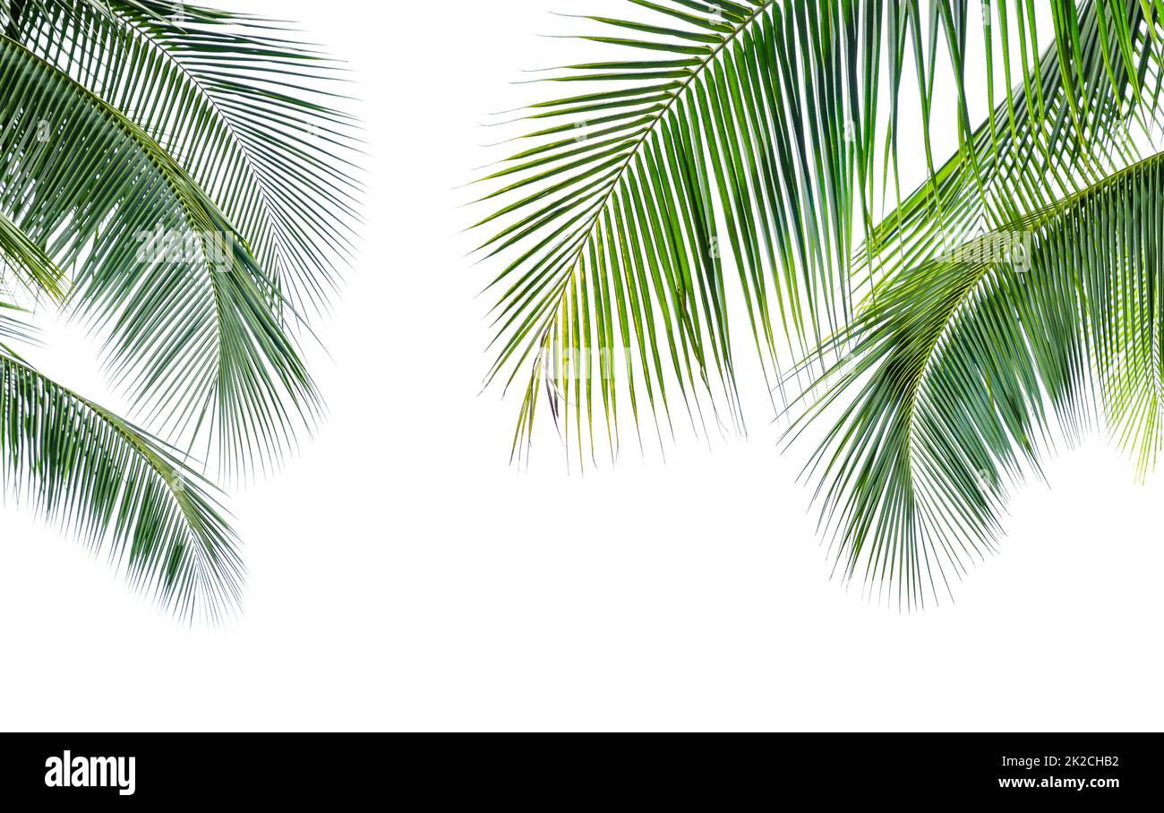 Coconut palm leaf isolated on white background Stock Photo