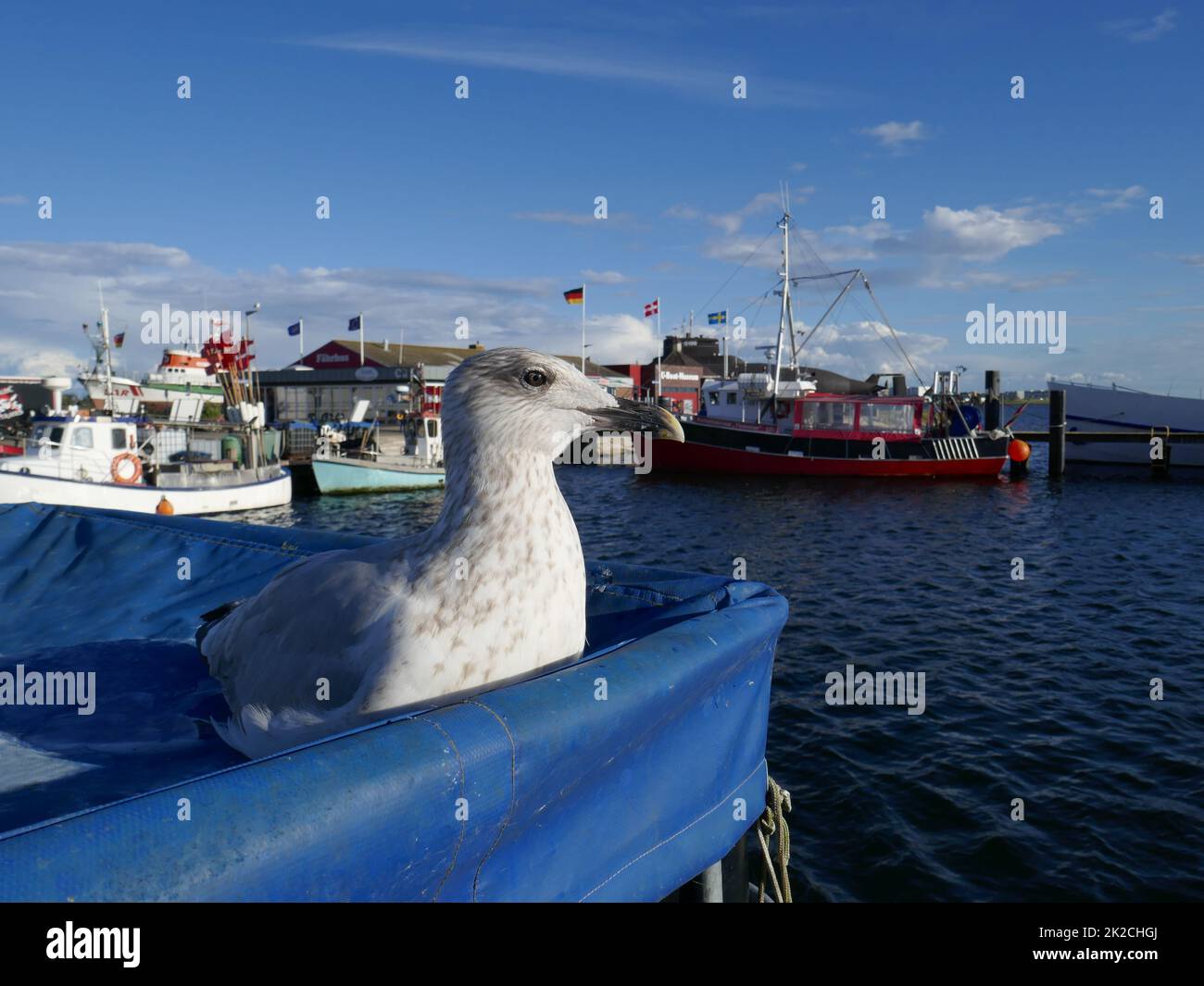 Seagull in Burgstaaken harbour, Fehmarn island Stock Photo