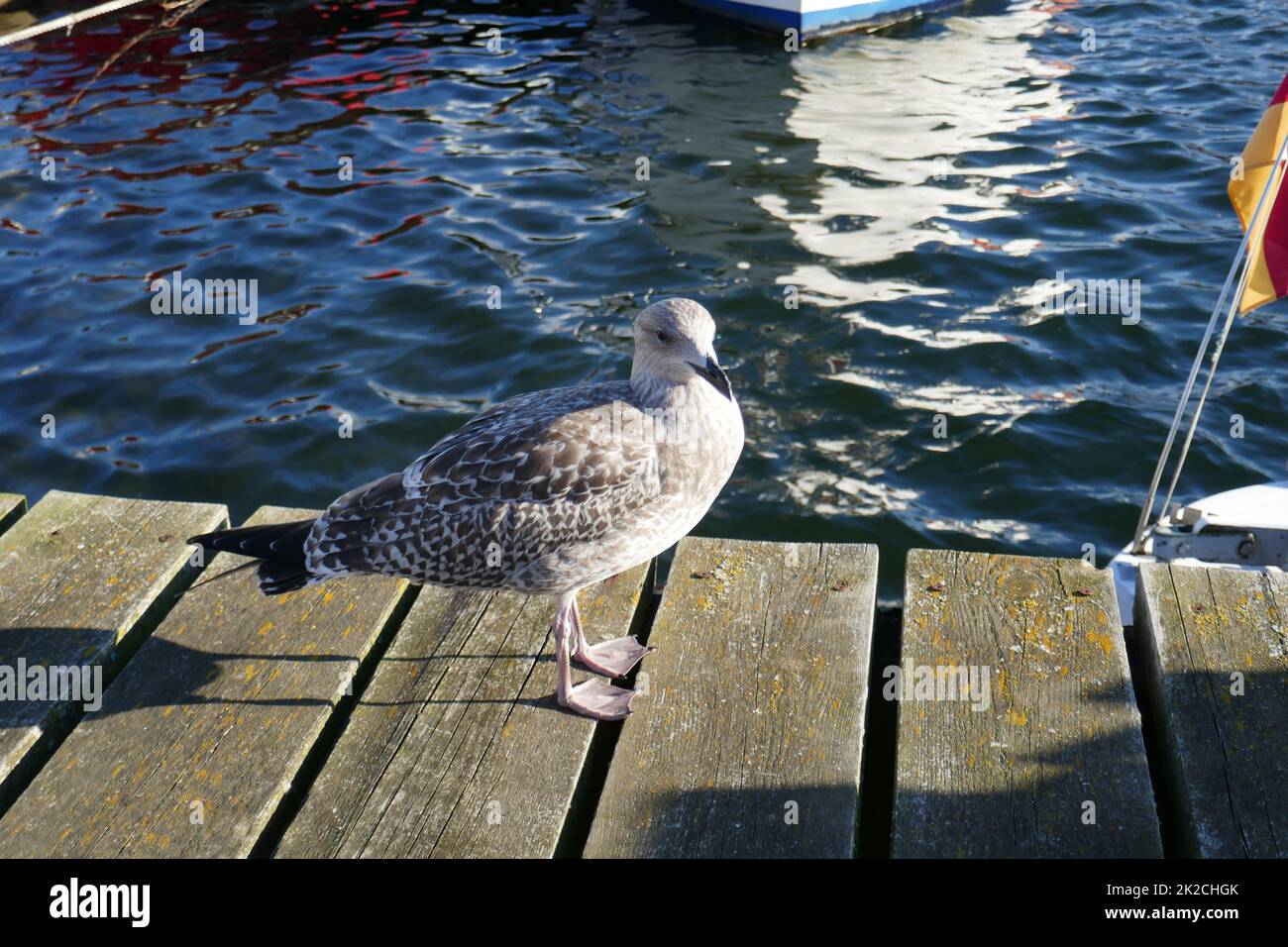 Young seagull Stock Photo