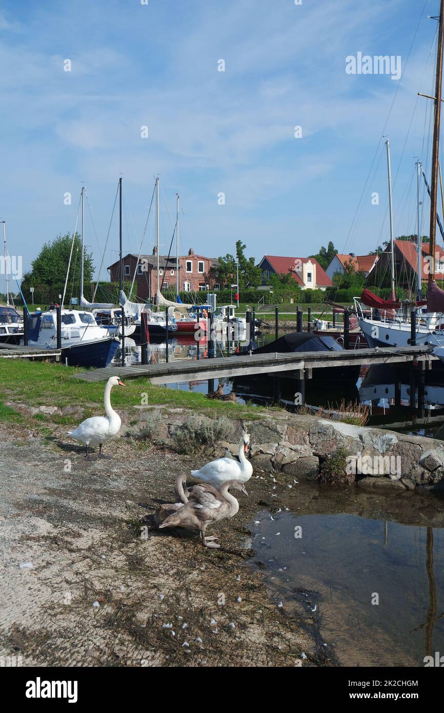 Swans in Orth harbour, Fehmarn island Stock Photo