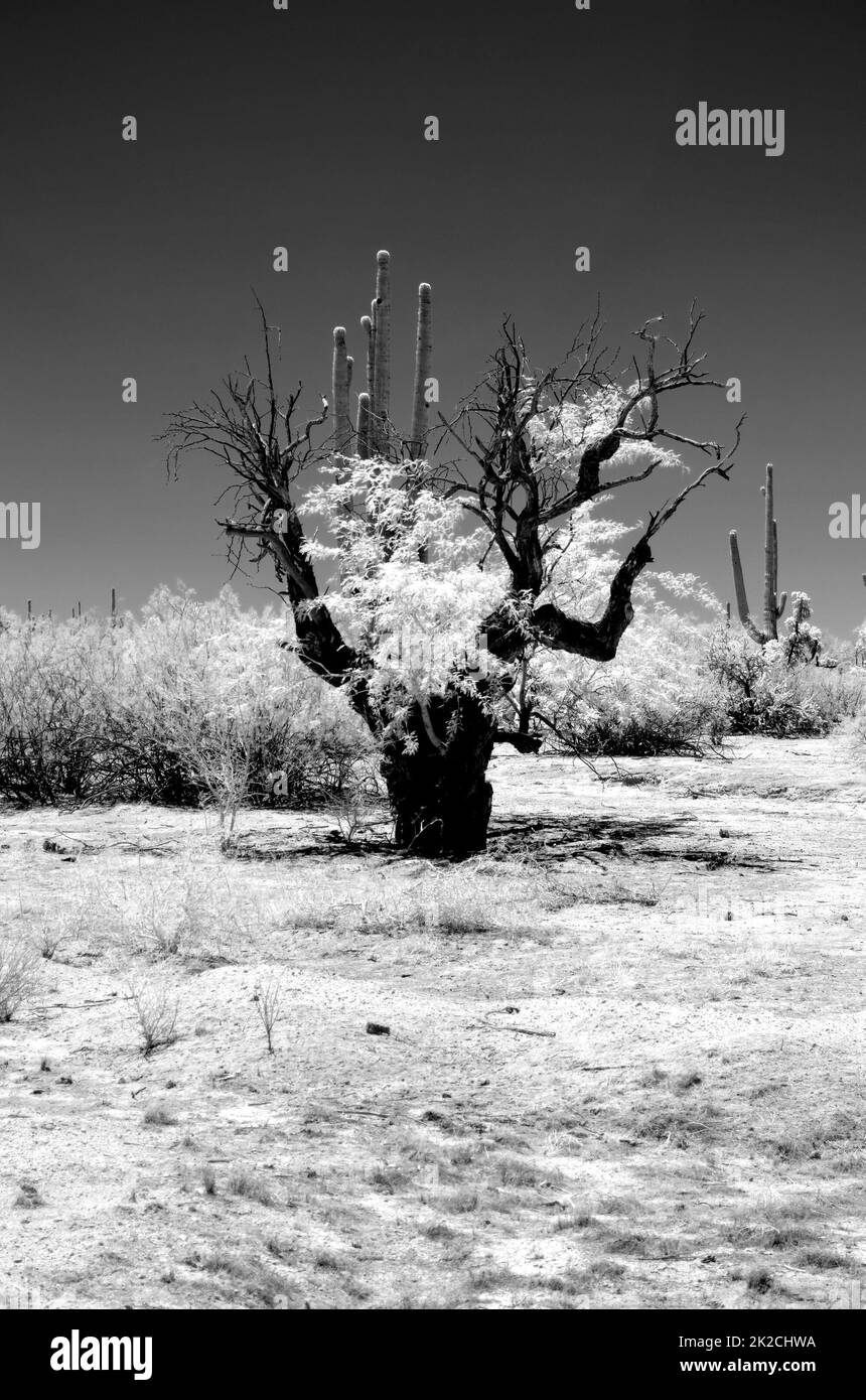 Infrared image Sonora Desert Arizona Stock Photo