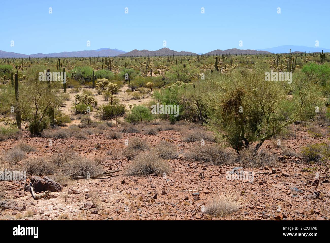 Sonora Desert Arizona with distant mountains Stock Photo