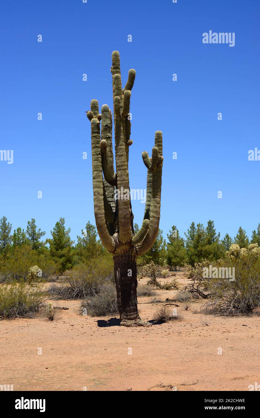Ancient Saguaro Cactus cereus giganteus Stock Photo