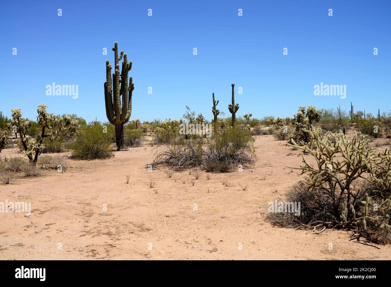Sonora Desert Arizona USA Stock Photo