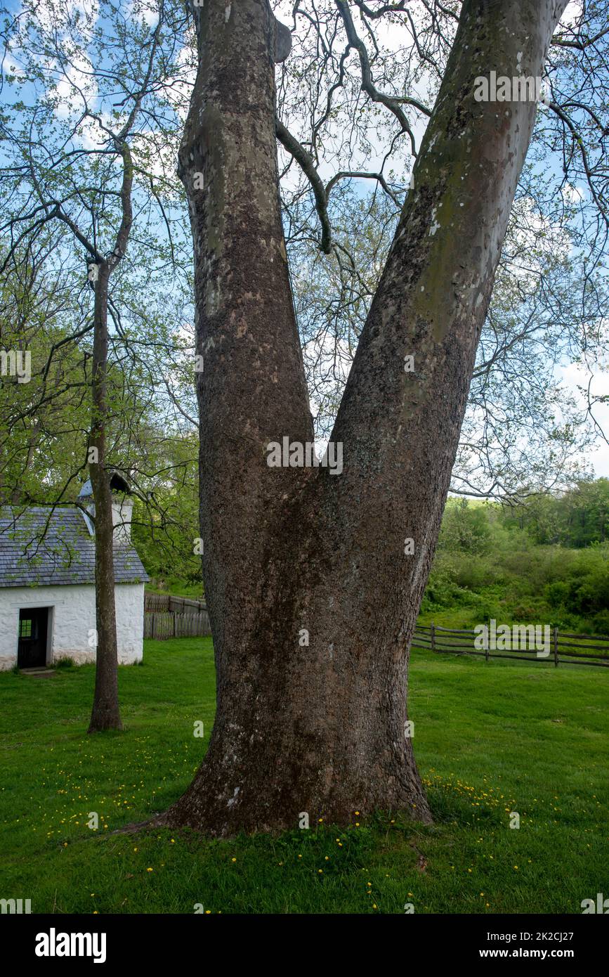 Double trunk tree in green grass by idyllic stone cottage Stock Photo