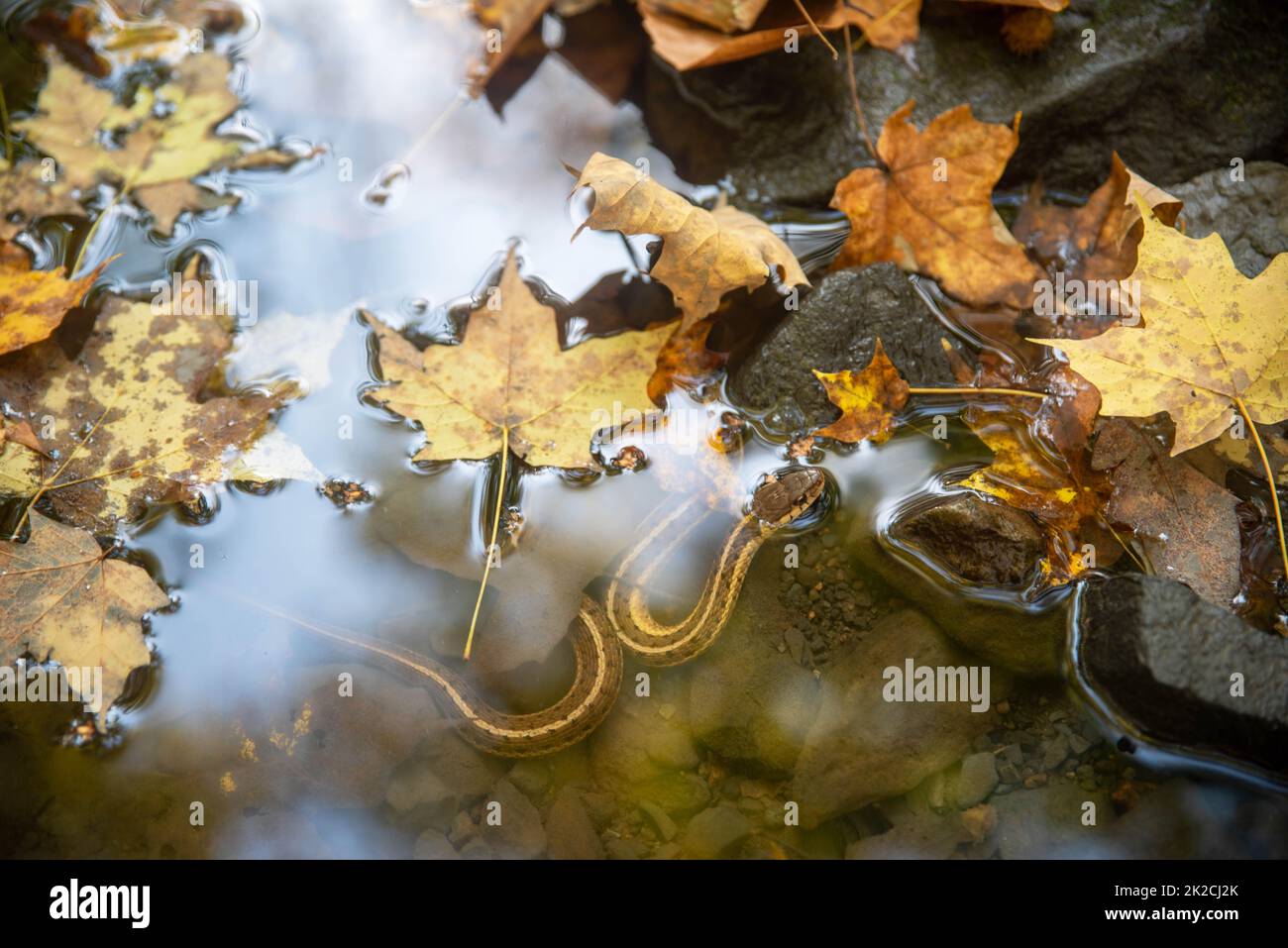 Garter snake in idyllic autumn woodland stream habitat Stock Photo