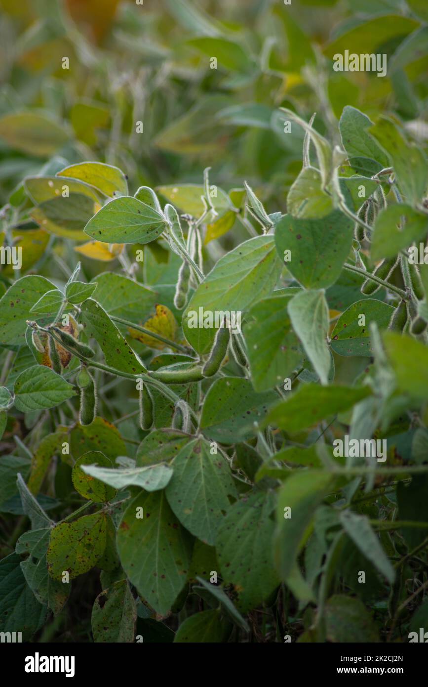 Vertical image of soybean plants in a field bean pods and leaves Stock Photo