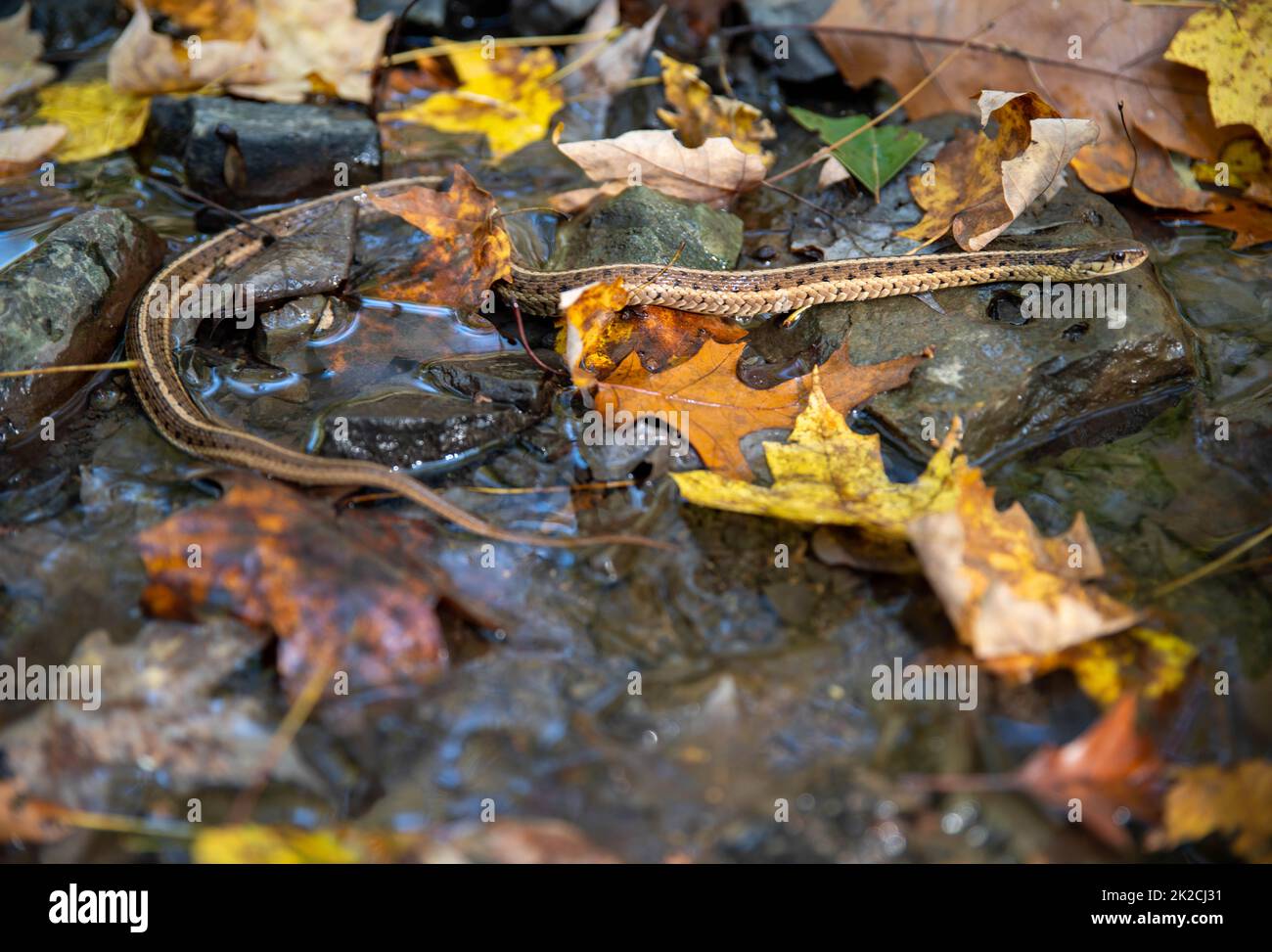 Closeup of a garter snake crossing an autumn forest stream Stock Photo