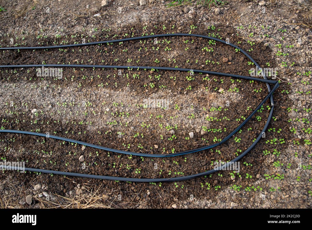 irrigation lines curve around garden soil with sprouting seedlings Stock Photo