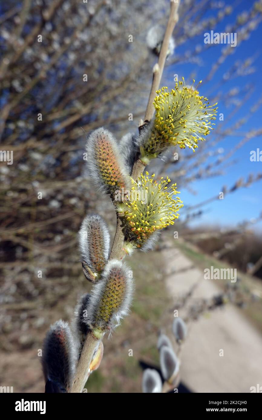 WeidenkÃ¤tzchen der Salweide (Salix caprea) Stock Photo