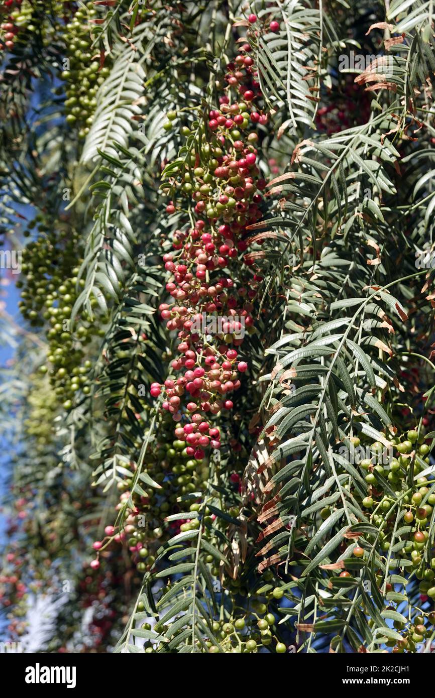 Peruanische Pfefferbaum (Schinus molle) - Zweige mit Früchten, Fuerteventura, Spanien, Morro Jable Stock Photo