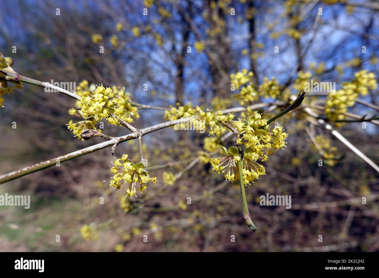 Kornelkirsche (Cornus mas)  - Zweig mit Blüten, Nordrhein-Westfalen, Deutschland, Weilerswist Stock Photo
