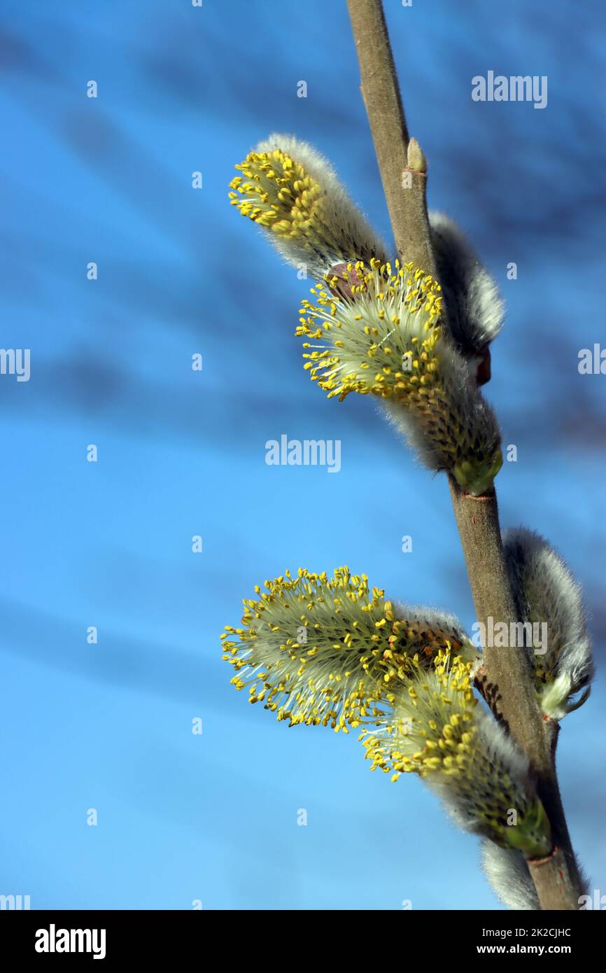 WeidenkÃ¤tzchen der Salweide (Salix caprea) Stock Photo