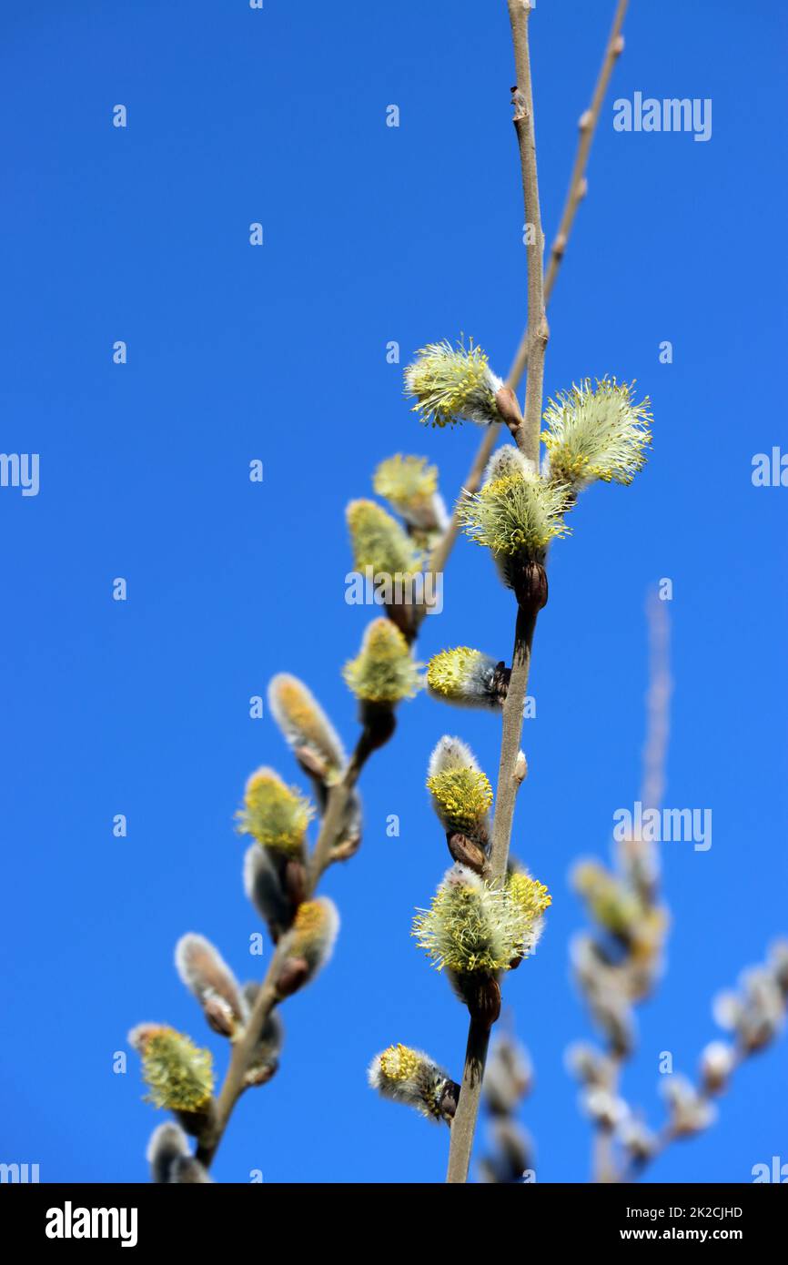 WeidenkÃ¤tzchen der Salweide (Salix caprea) Stock Photo