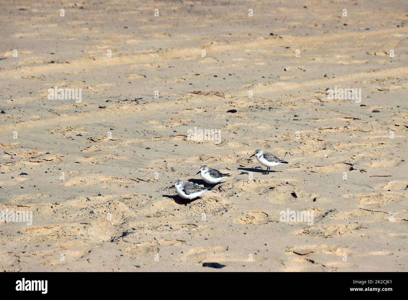Sanderlinge (Calidris alba) überwintern an der Playa del Matorral, Jandia Playa, Fuerteventura, Spanien Stock Photo