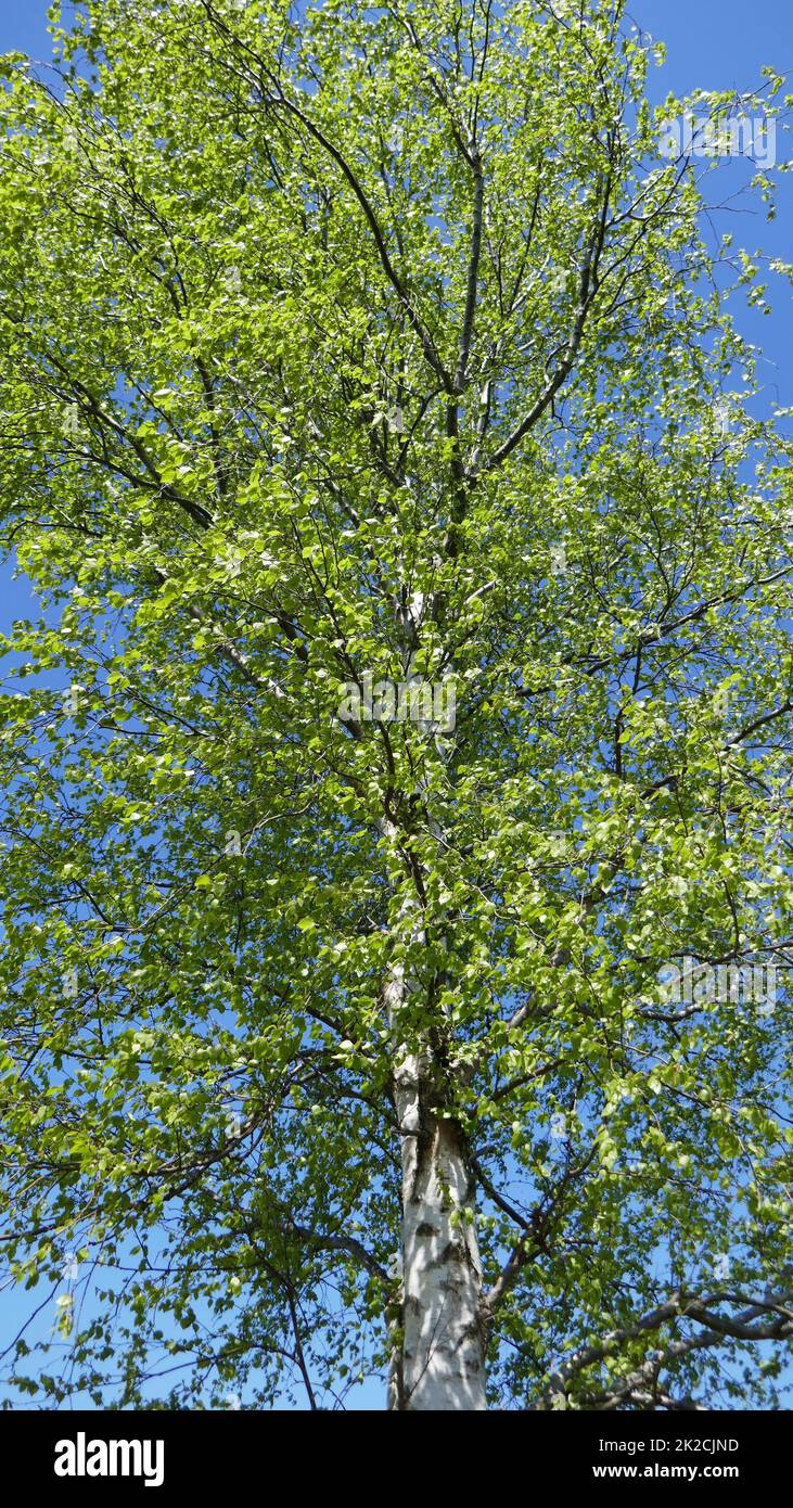 Hling hi-res stock photography and images - Alamy