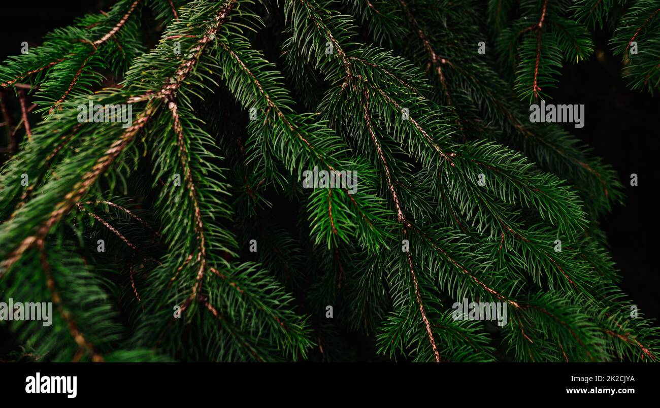 Green pine tree leaves and branches on dark background in the forest. Dark green leaf background. Green needle pine tree. Christmas pine tree wallpaper. Fir tree branch. Beautiful pattern of pine twig Stock Photo