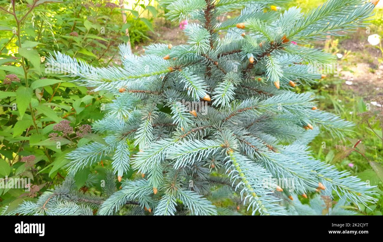 close-up of a young growth of blue spruce growing in the botanical garden. Small trees in the summer outdoors Stock Photo