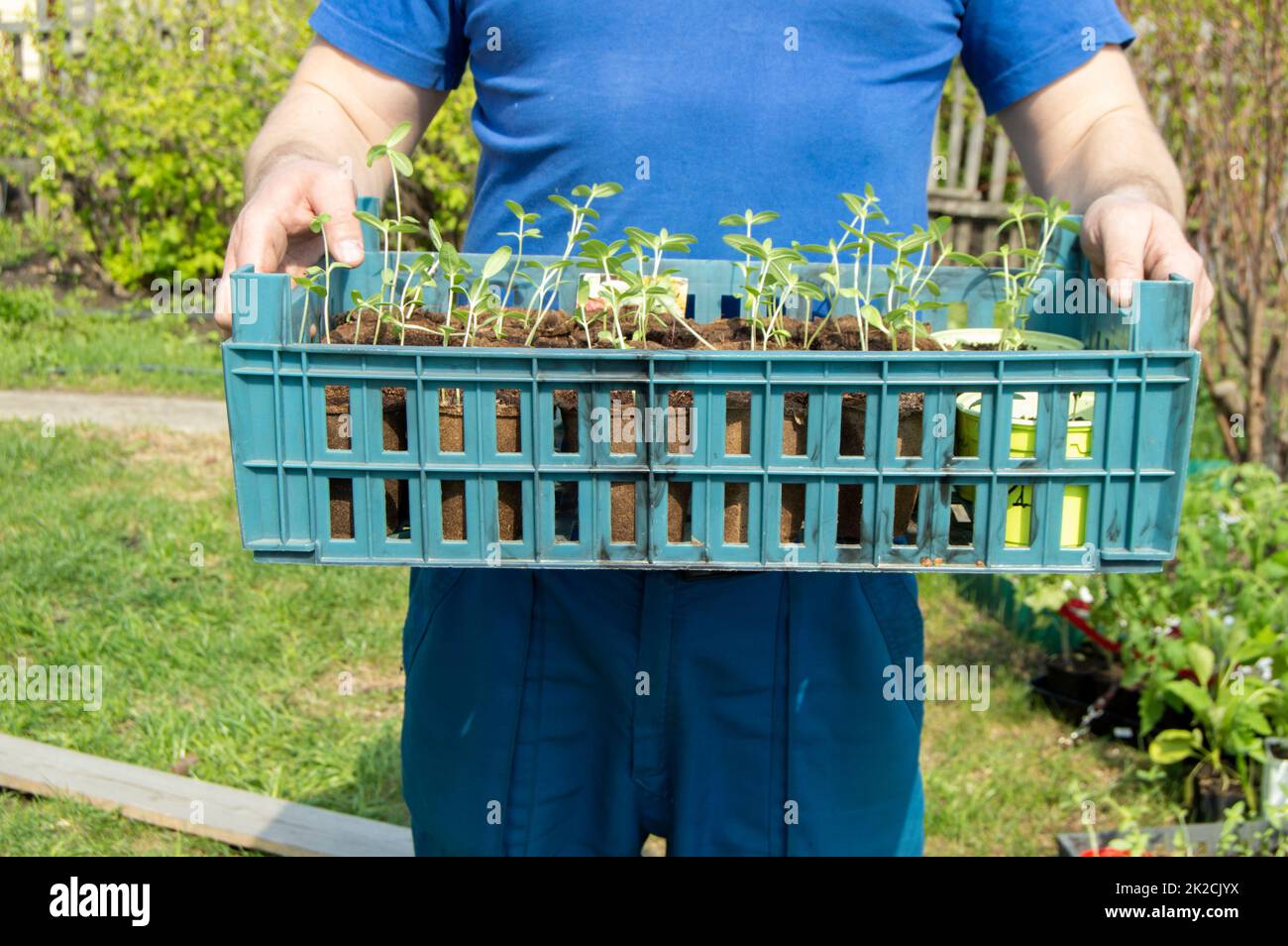The hands of a young male farmer hold a tray with seedlings of vegetable plants prepared for planting in a greenhouse or vegetable garden, the concept of growing organic vegetables Stock Photo