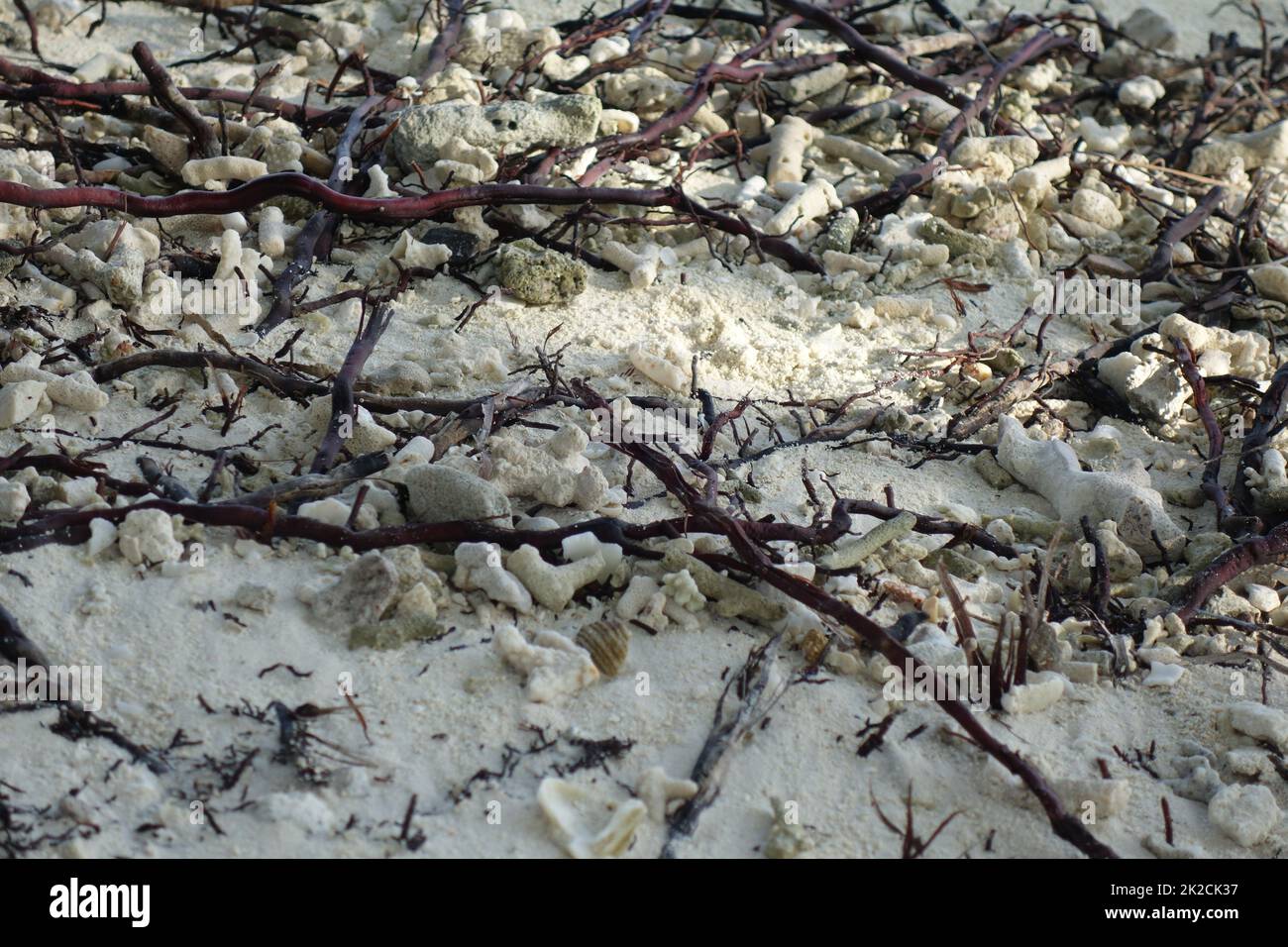 Corrals wood and seaweeds on the beach as a close up Stock Photo
