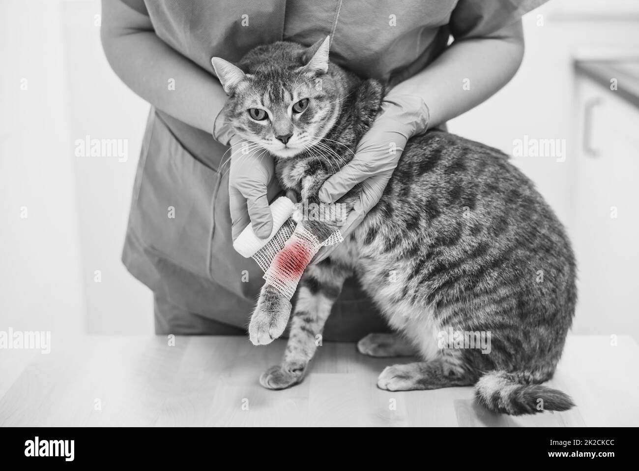 Veterinarian doctor bandaging the injured leg of a cat Stock Photo Alamy