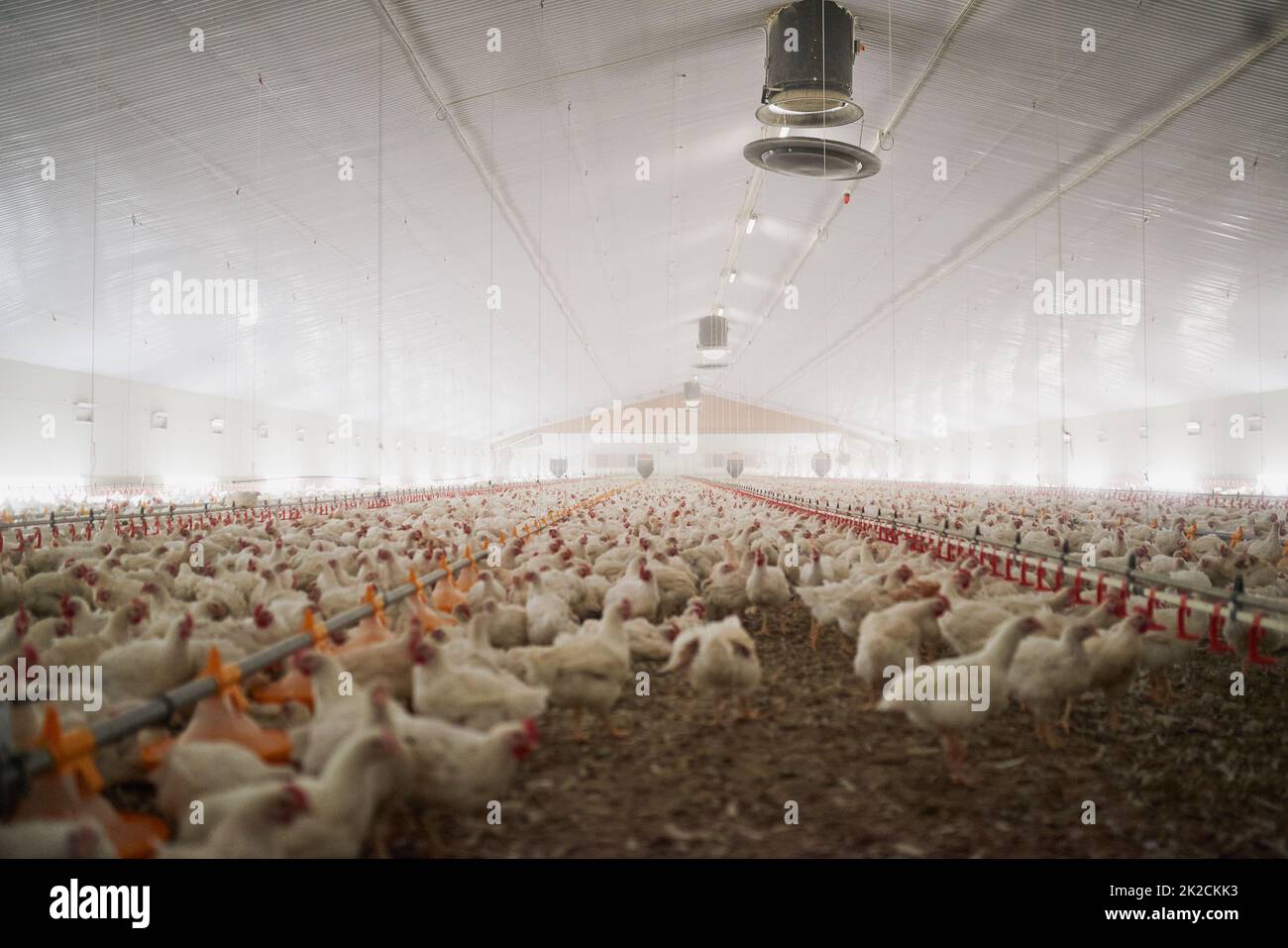 This is what a chicken party looks like. Shot of a large flock of chicken hens all together in a big warehouse on a farm. Stock Photo
