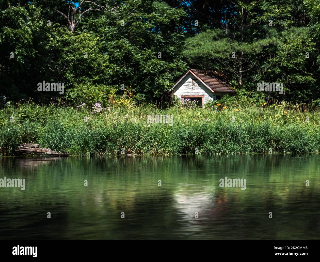 An abandoned garden shed seen above the overgrown wildflowers along