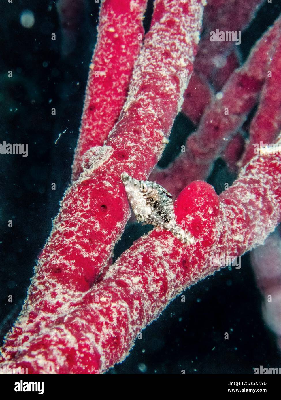 Slender filefish hiding in a red rope sponge on the reef in the Carribbean Sea, Roatan, Bay Islands, Honduras Stock Photo