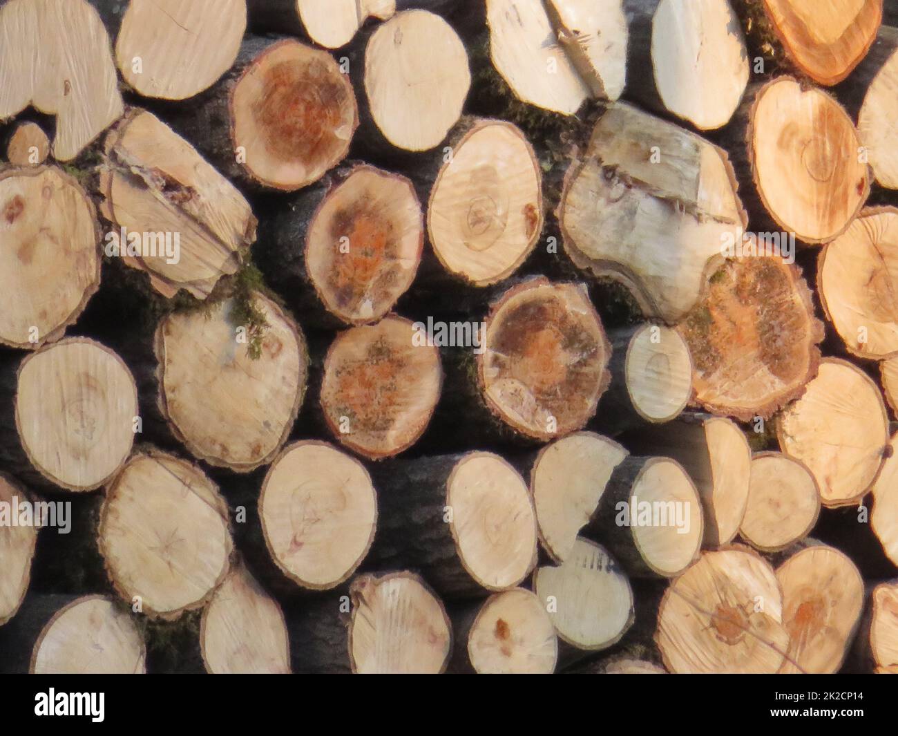 logs of wood trees cut industry firewood deforestation Stock Photo