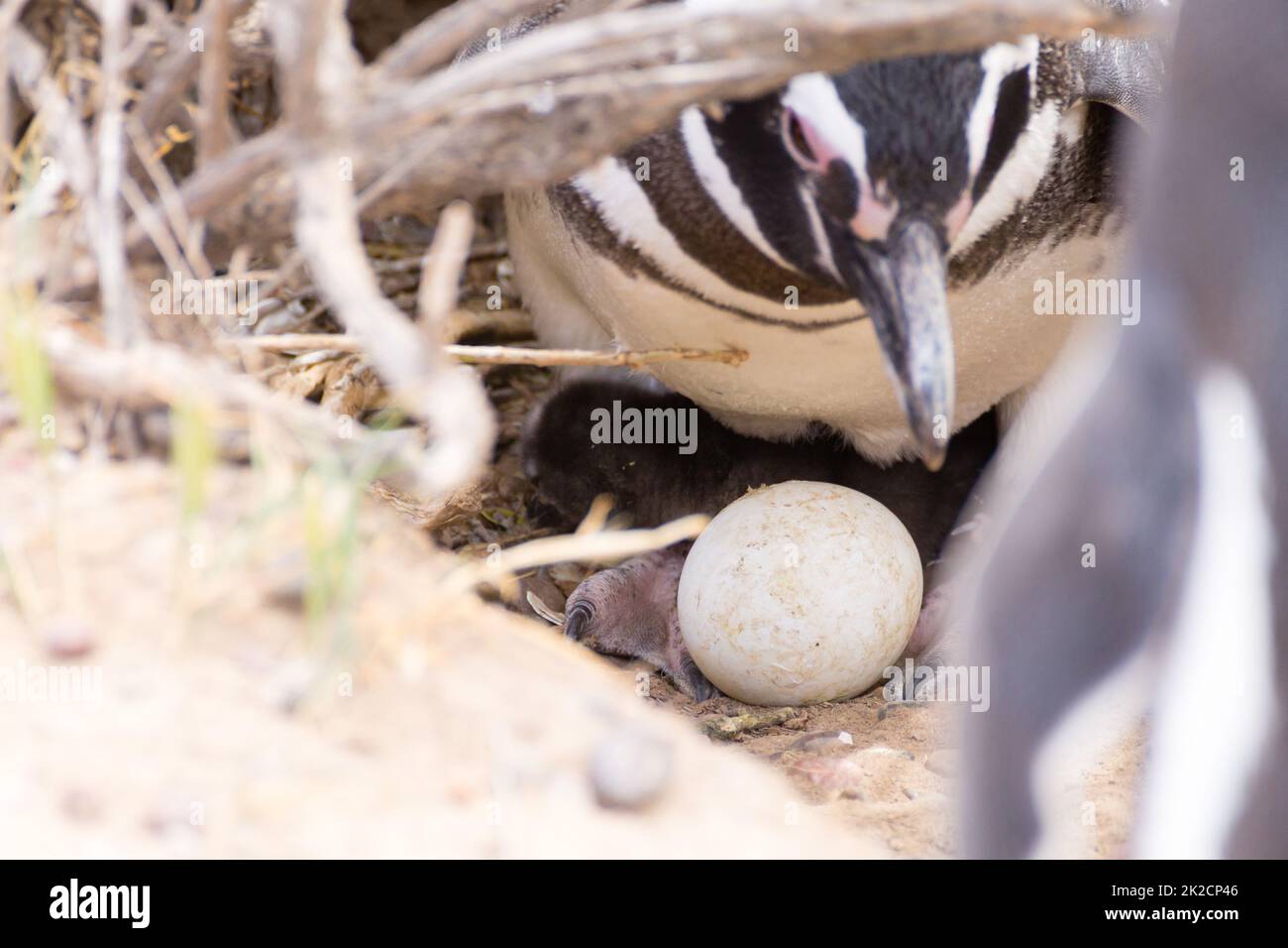 Magellanic penguin incubating egg. Punta Tombo penguin colony, Patagonia Stock Photo
