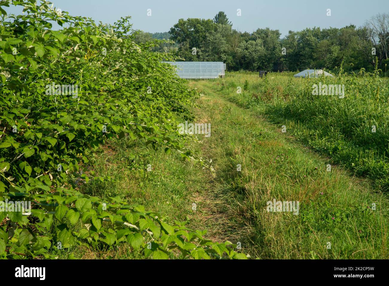 Grass trail leads past raspberry bushes to organic greenhouse Stock ...