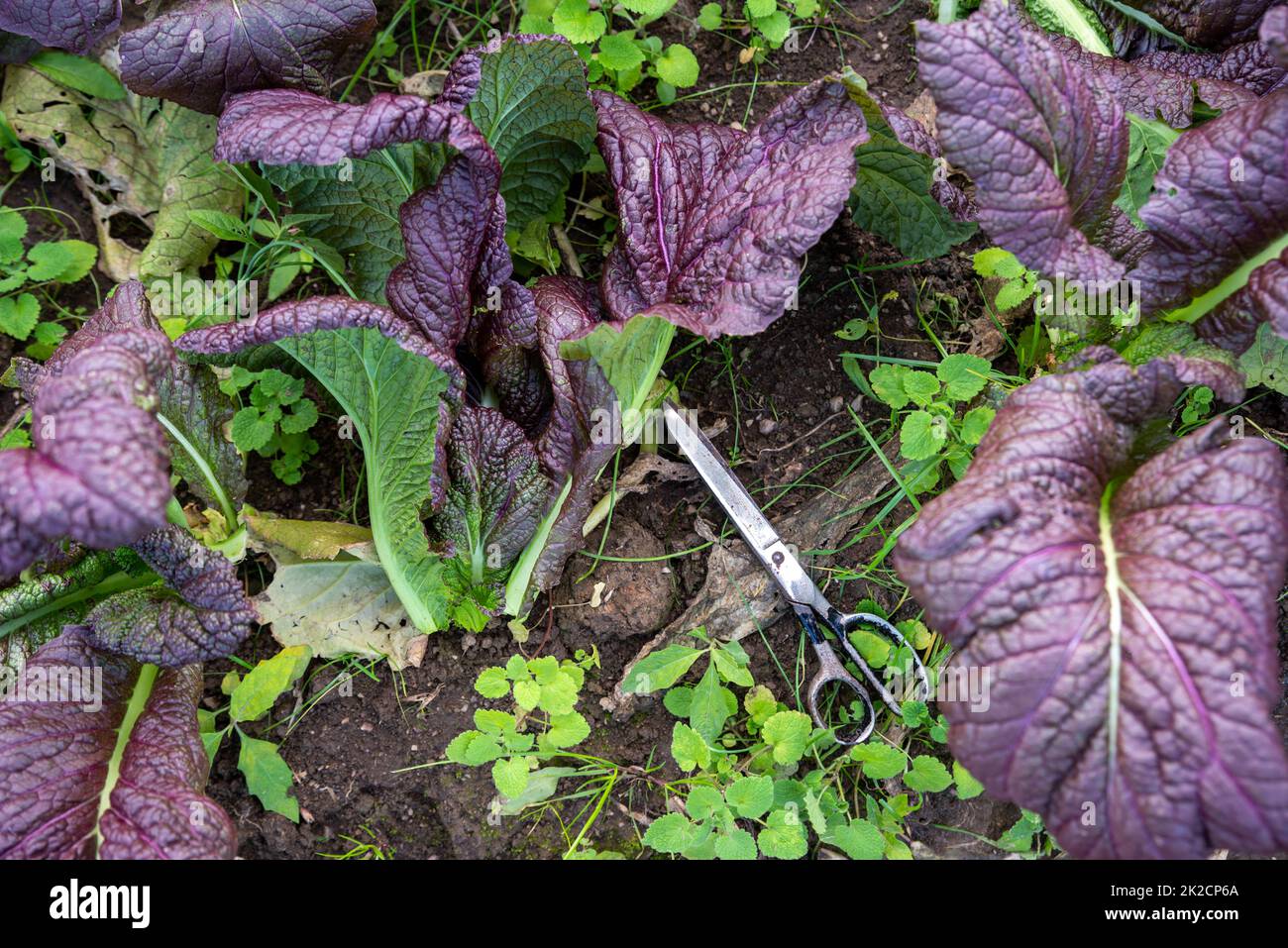 Old scissors in a garden soil beside cut red mustard greens Stock Photo