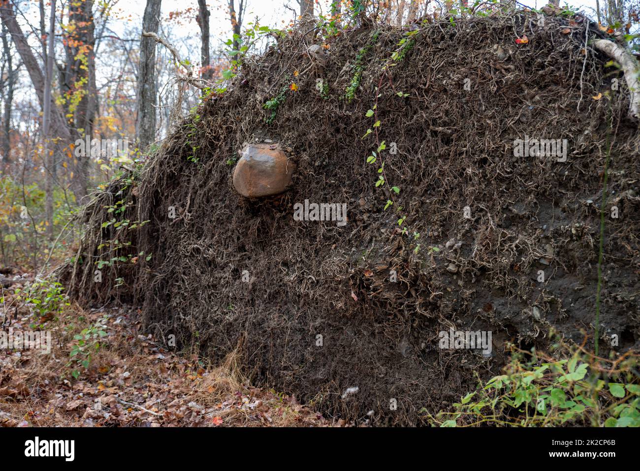 Gigantic root mass of uprooted tree with protruding rock Stock Photo