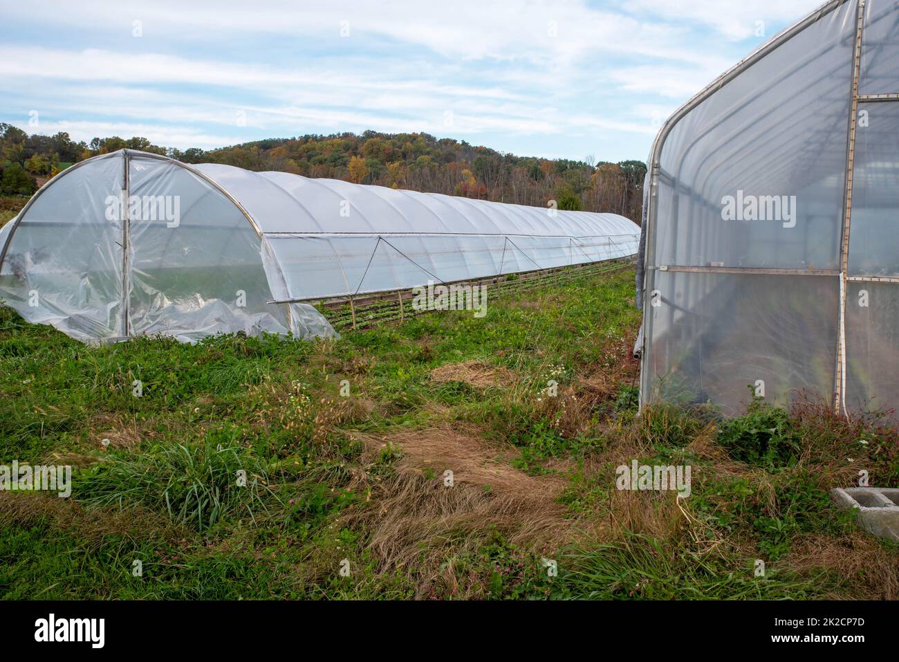 A greenhouse and a hoop house with plants in a grass field Stock Photo ...