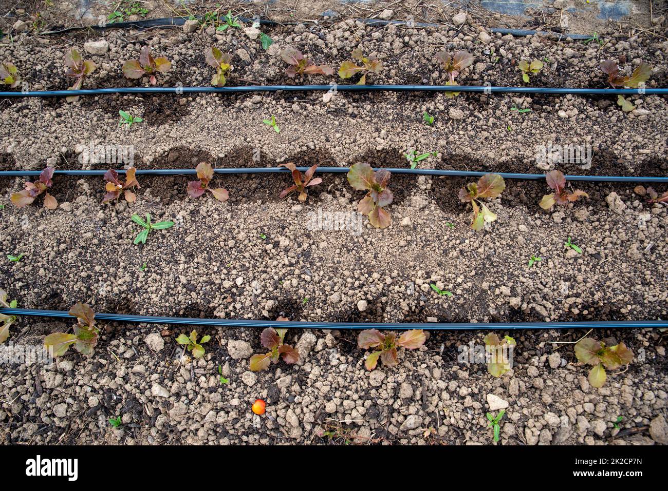 Red leaf lettuce seedlings sprout along irrigation lines high angle view Stock Photo