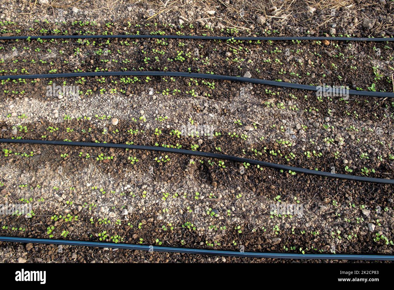 seedlings sprout around wet irrigation lines in garden soil Stock Photo