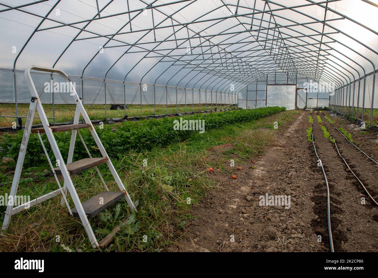 Step ladder in a garden greenhouse irrigation lines and green plants