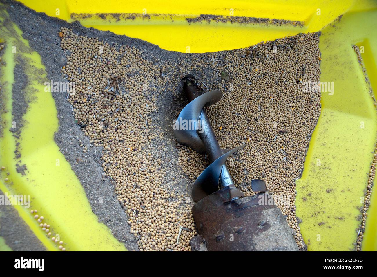 Yellow hopper full of harvested soy beans and corkscrew conveyor Stock Photo