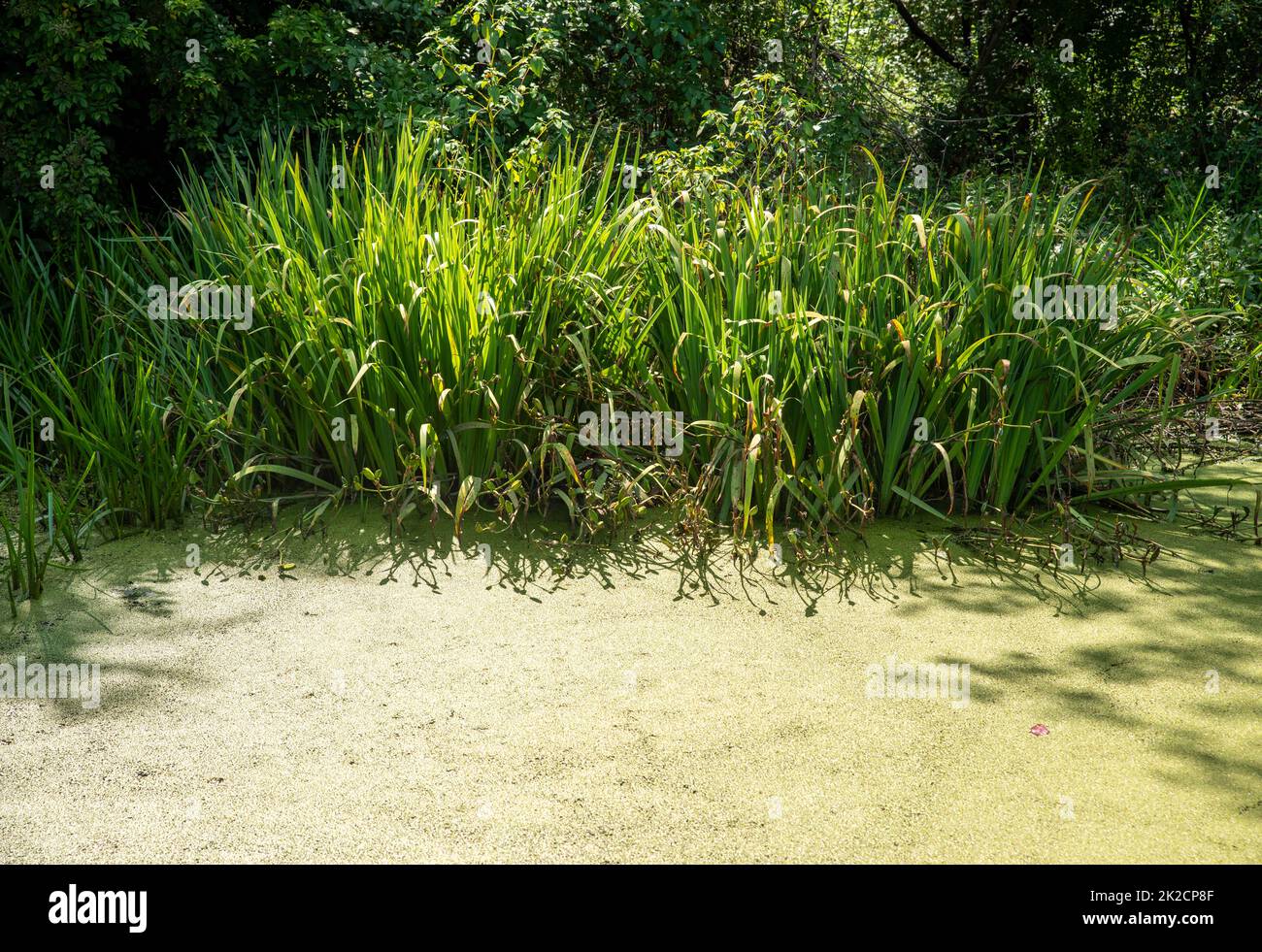 Tall grasses cast shadows on green algae covered pond Stock Photo