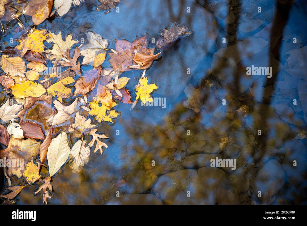 Coilorful autumn leaves floating on a woodland stream Stock Photo