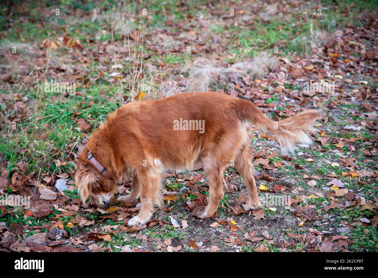 Golden Retriever hunting dog sniffs the ground in autumn landscape Stock Photo