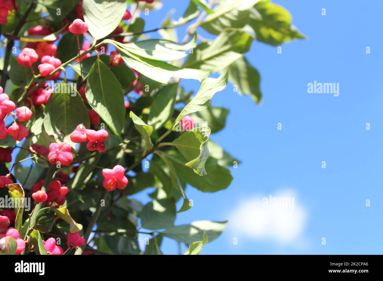 spindle tree in front of the cloudy sky Stock Photo