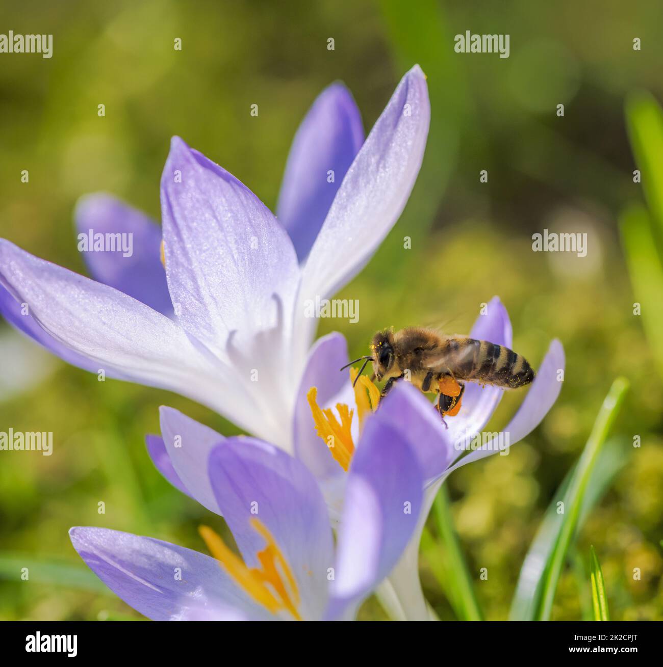 Purple flower with bee hi-res stock photography and images - Alamy