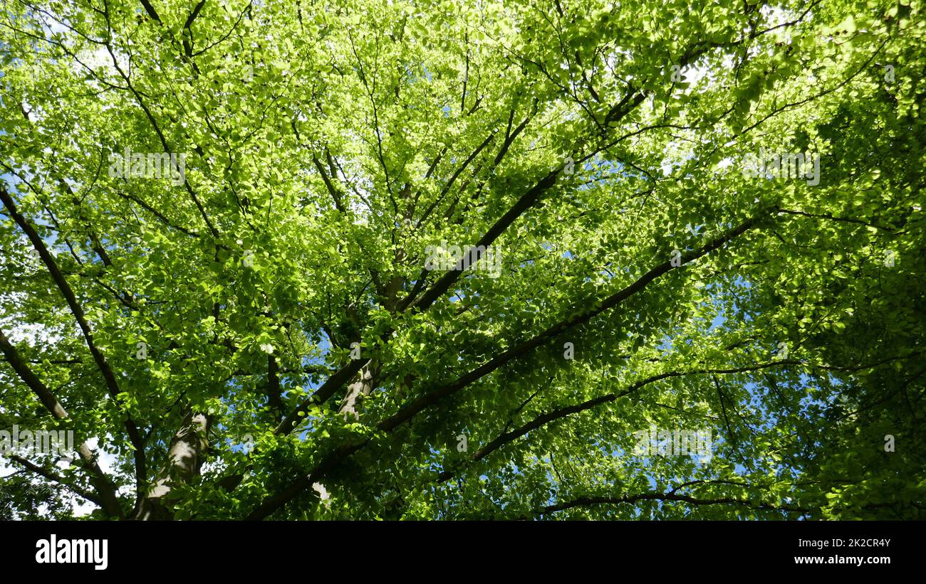 Green trees in spring Stock Photo - Alamy