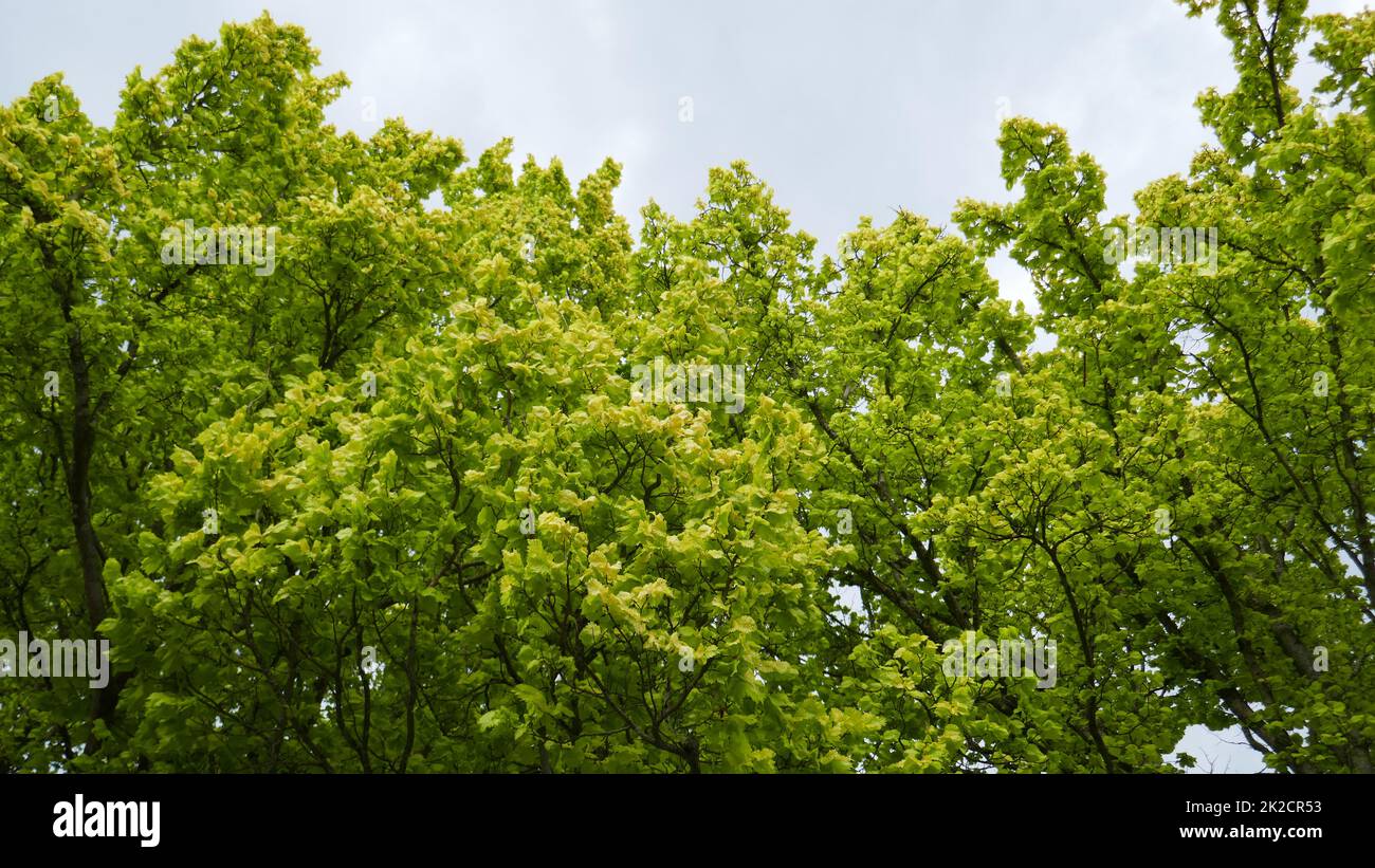 Green trees in spring Stock Photo