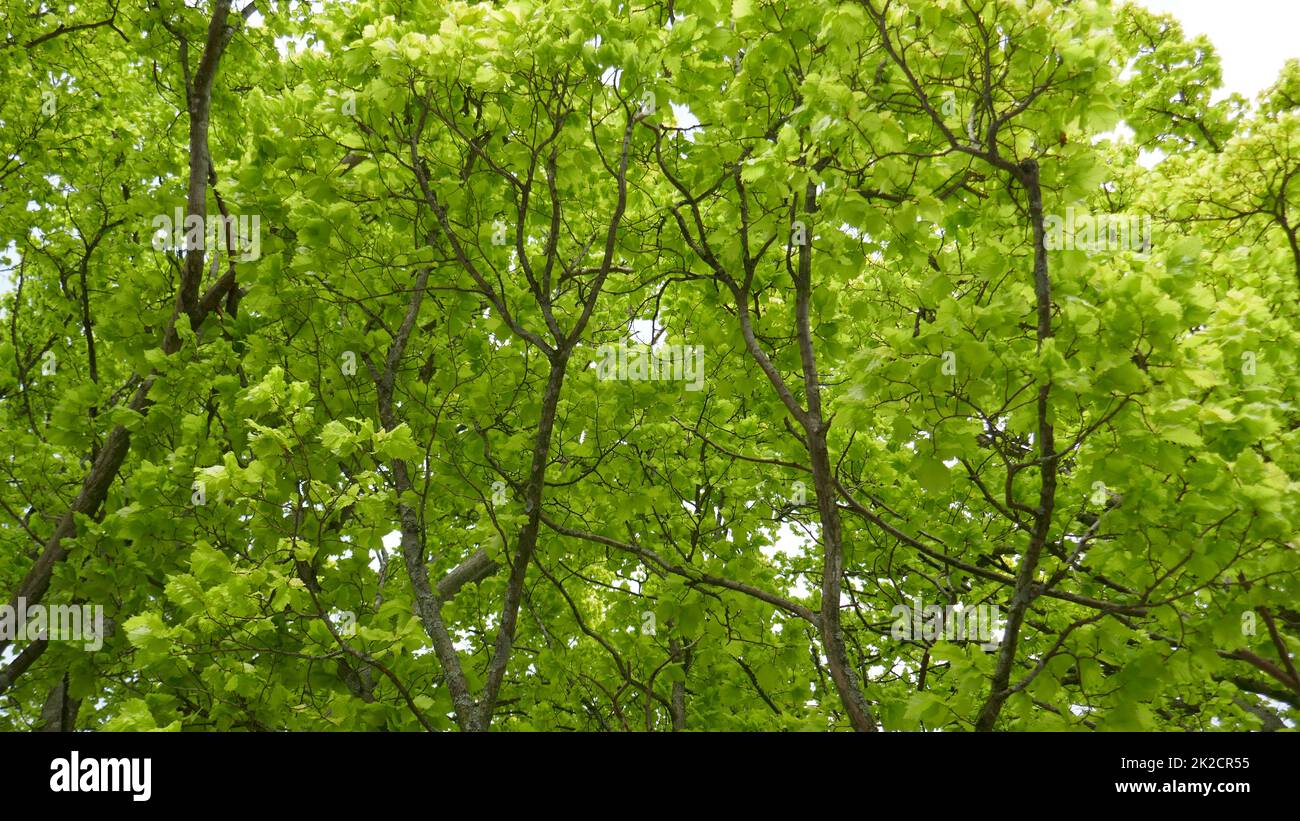 Green trees in spring Stock Photo - Alamy