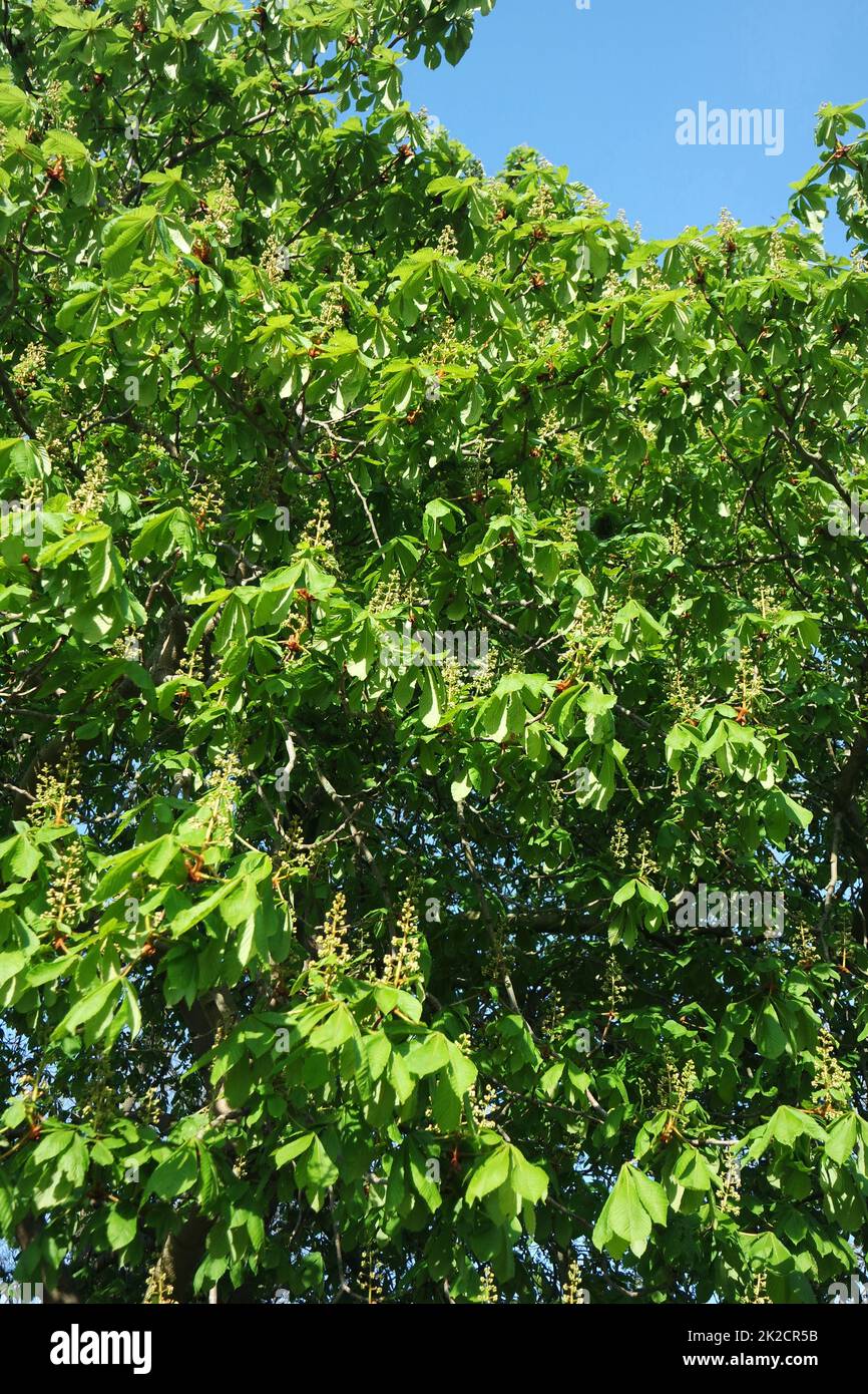 Chestnut tree in spring Stock Photo