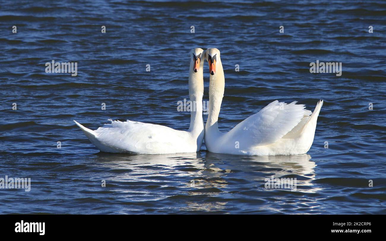 Mute swan couple courting Stock Photo