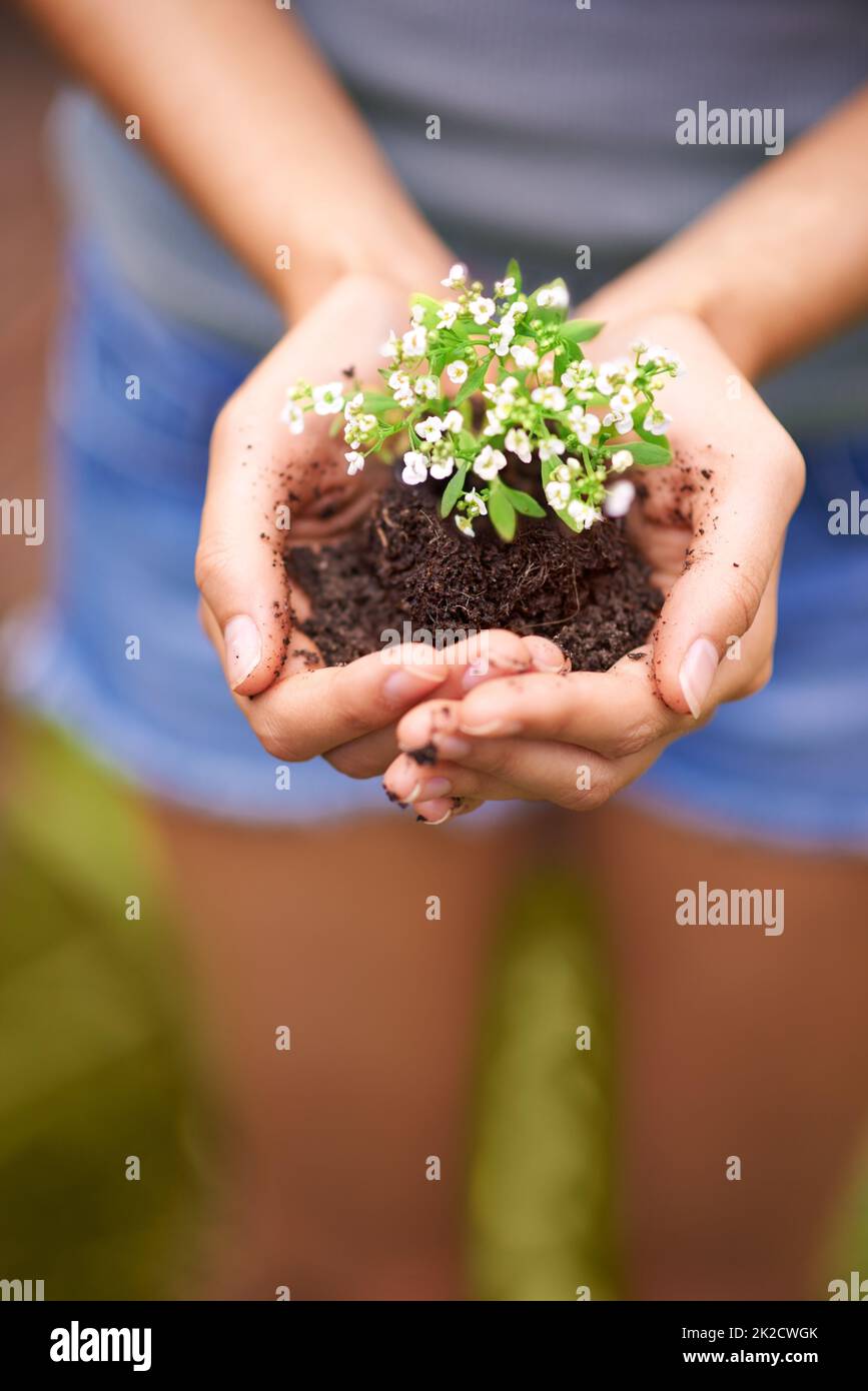 Keeping it safe. Cropped shot of a young womans hands holding a seedling. Stock Photo