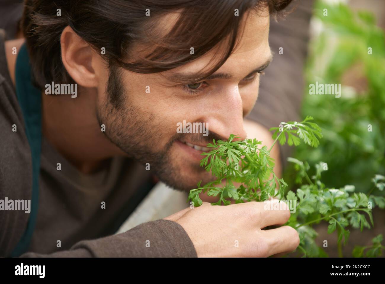 Nothing beats the smell of fresh herbs. A handsome gardener smelling fresh herbs in a nursery. Stock Photo
